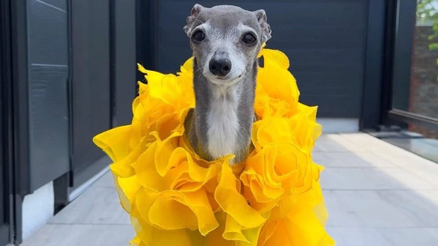 Farewell to Tika the Iggy: The Fashion Icon Dog Leaves a Legacy