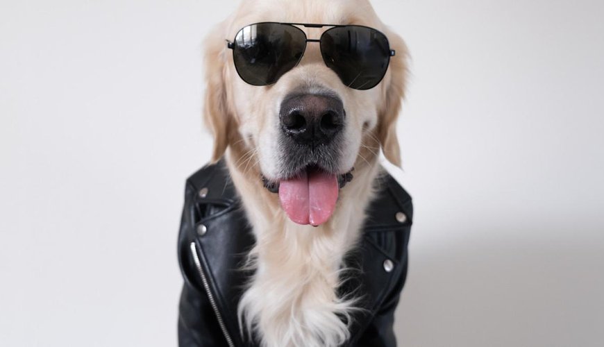 Wally the Golden Retriever Steals the Show on 'Good Morning America'