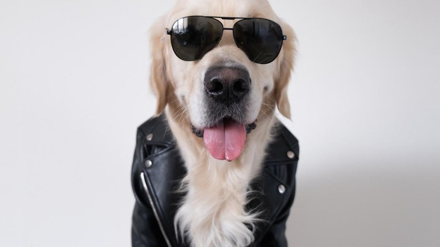 Wally the Golden Retriever Steals the Show on 'Good Morning America'