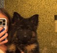 Sydney Sweeney’s Adorable Pup Steals the Internet's Heart