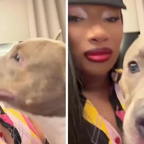 Megan Thee Stallion's Heartwarming Rescue: A Life Saved from the Brink