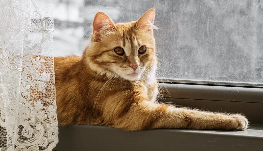 Orange Cat Corduroy Charms Local Kids, Becomes Neighborhood Star