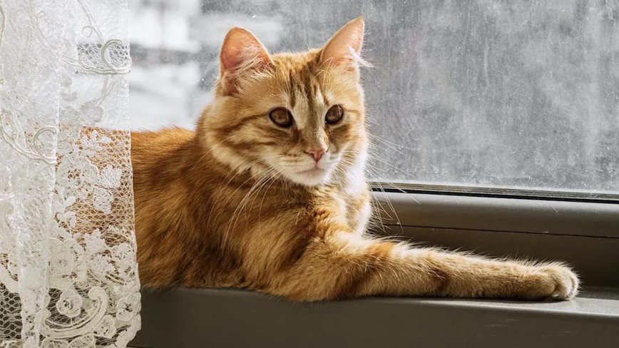 Orange Cat Corduroy Charms Local Kids, Becomes Neighborhood Star